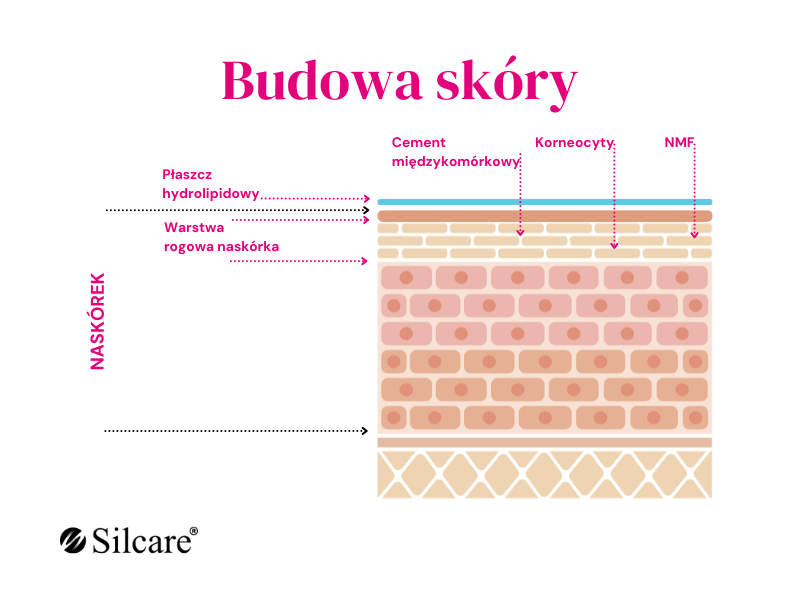 Schemat budowy skóry zbudowany z wielu warstw